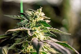 Exploring Marijuana Seeds Maryland A Complete Guide Exploring Marijuana Seeds Maryland A Complete Guide