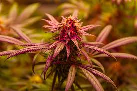 Exploring Marijuana Seeds Maryland A Complete Guide Exploring Marijuana Seeds Maryland A Complete Guide
